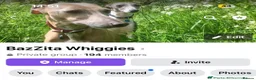 Italian Greyhound dogs for sale: 7/8 Italian Greyhound, 1/8 Whippet Puppies Due - Advert 12