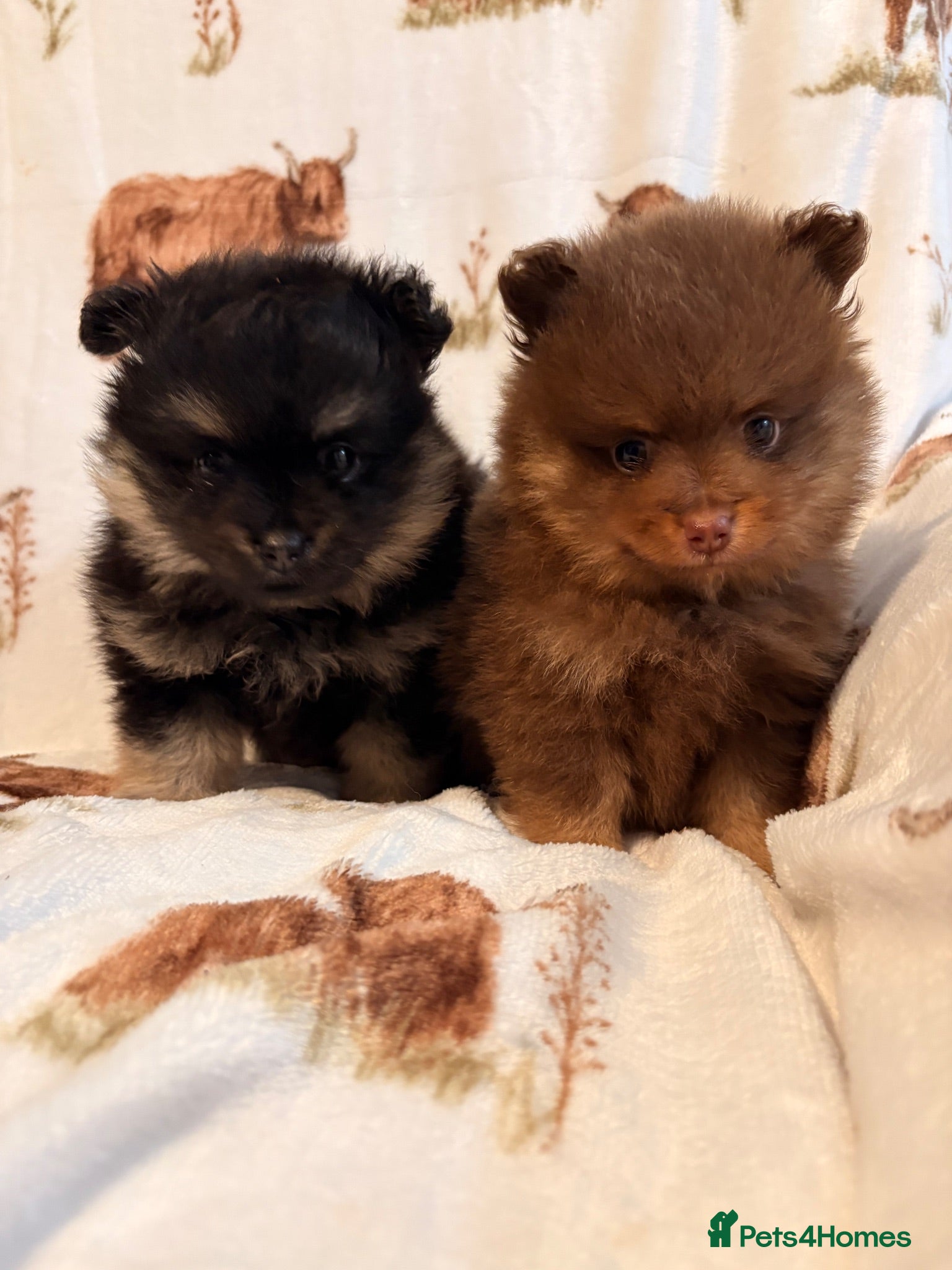 Pomeranian dogs Pomeranian girls  - Advert 3