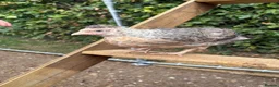 Chickens poultry for sale: Various pullets for sale  - Advert 5
