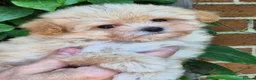 Maltipoo dogs for sale: Amazing TINY Korean Maltipoo Female Puppies. - Advert 5