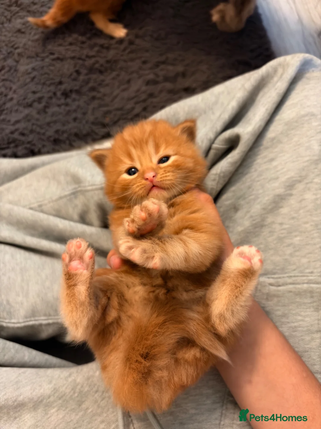 Mixed Breed cats for sale: British short hair  - Advert 4