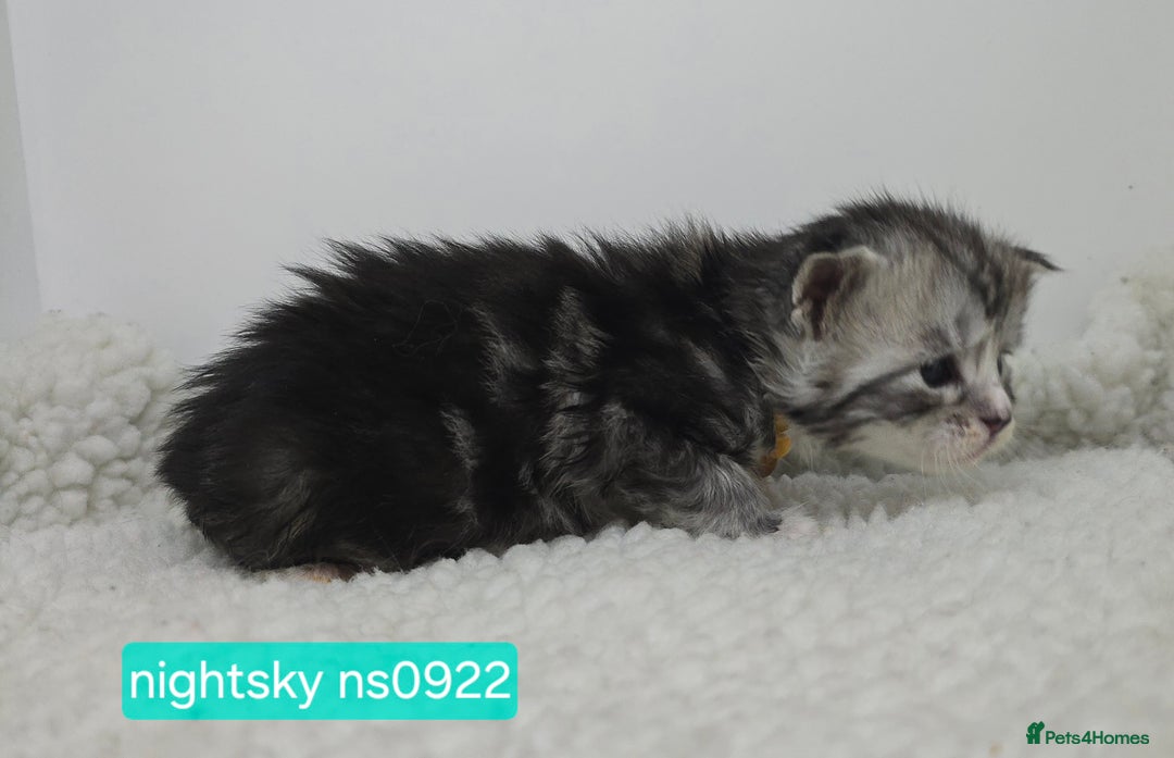 Maine Coon cats for sale: Maine Coon Kittens Silver Imported Shaded Lines - Image 18