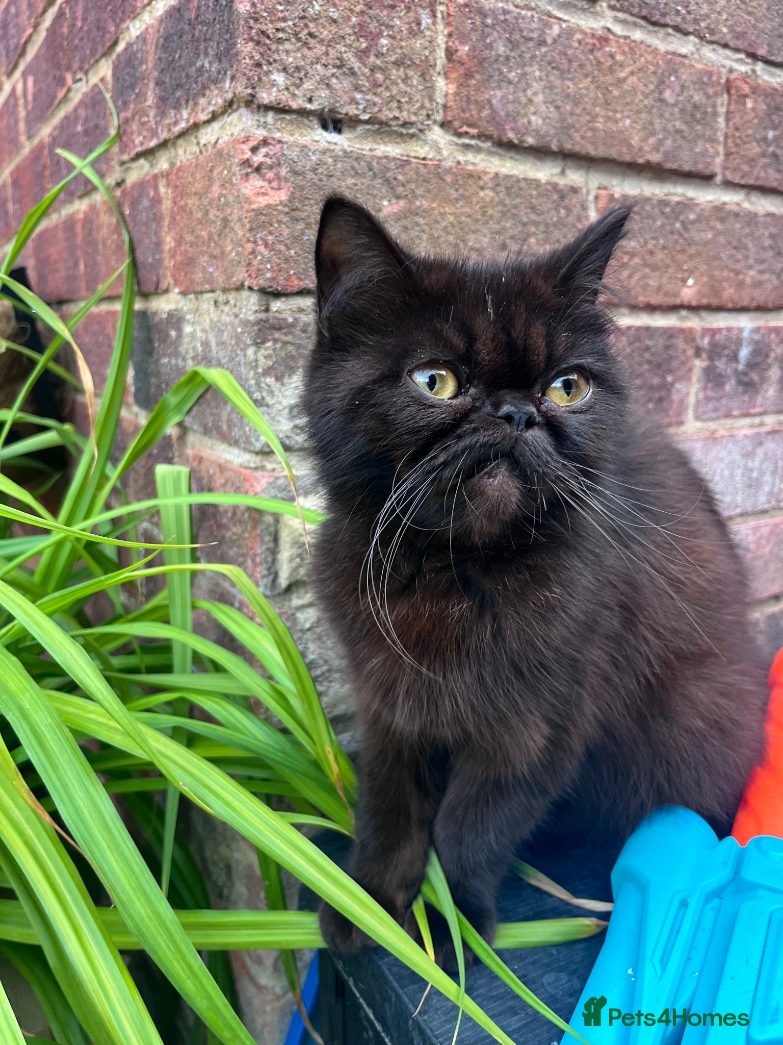 Mixed Breed cats Exotic X Kittens  - Advert 7