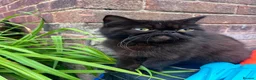 Mixed Breed cats for sale: Exotic X Kittens  in Blandford Forum - Advert 1