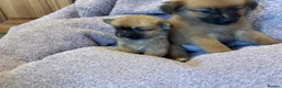 Pomchi dogs for sale: Pomchi in Hull - Advert 26