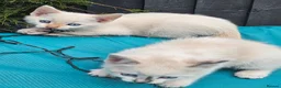 Mixed Breed cats for sale: 4 Gorgeous and playful kittens - Advert 14