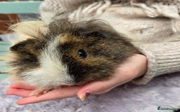Guinea Pig rodents for sale: 3 beautiful females for sale  - Image 1