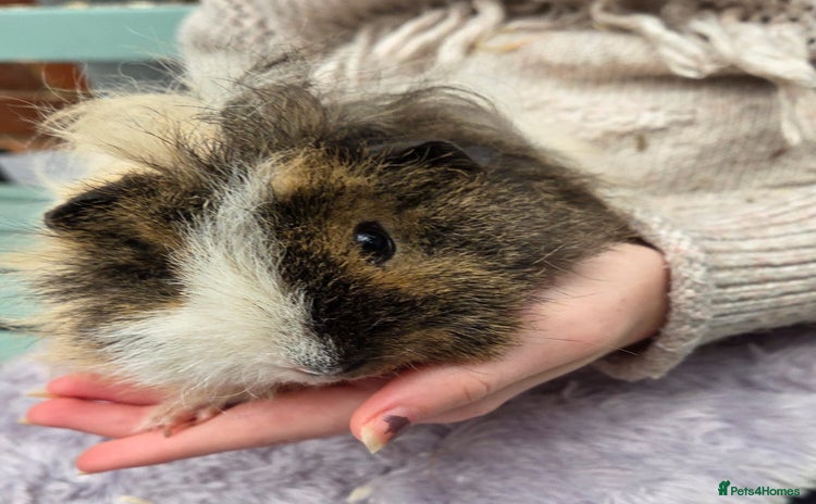Guinea Pig rodents - Advert 2