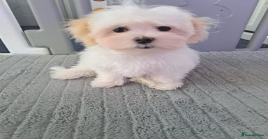 Maltese dogs - Advert 9