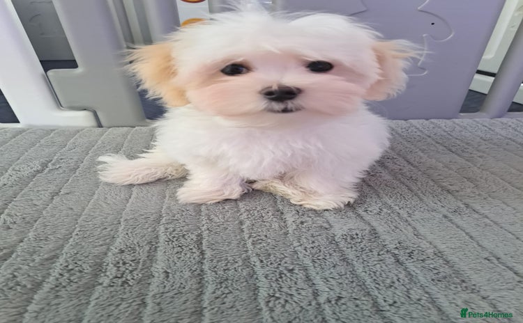 Maltese dogs - Advert 13