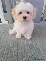 Maltese dogs - Advert 9