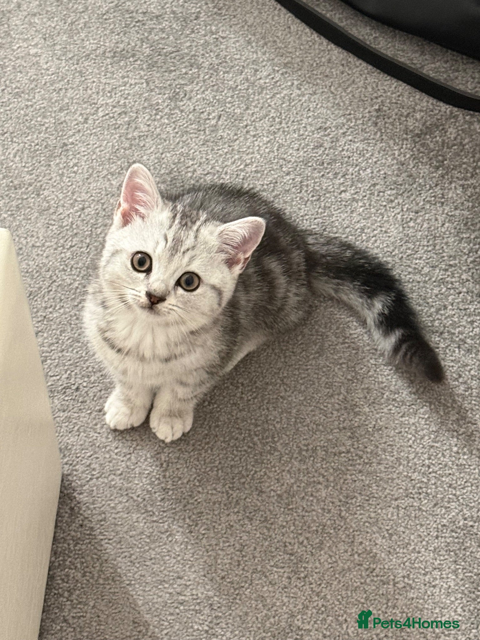 Scottish Fold cats Beautiful Scottish Straight Silver Tabby Male 🐾🤍 - Advert 12