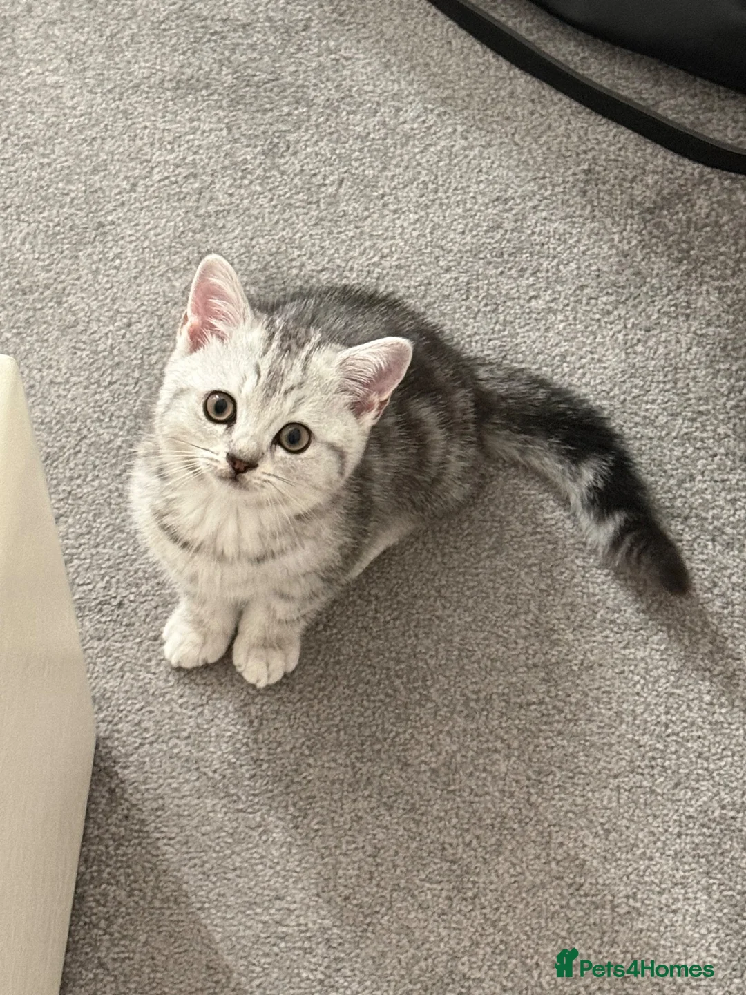 Scottish Fold cats for sale: Beautiful Scottish Straight Silver Tabby Male 🐾🤍 in Barking - Advert 1