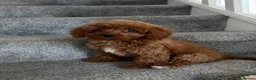 Cavapoo dogs for sale: 1 Stunning Redfox F1B teddy toy cavapoo available  - Advert 3