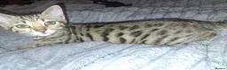 Bengal cats for sale: Beautiful bengals lots of colours and ages - Advert 8