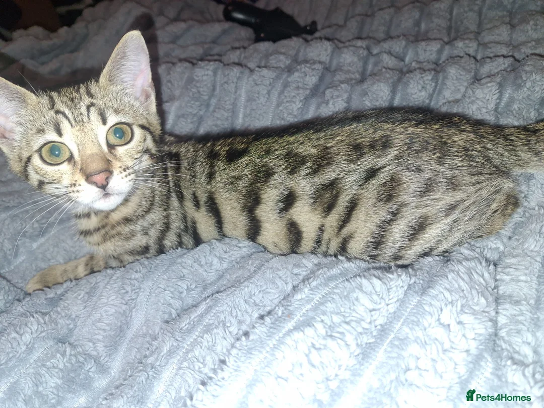 Bengal cats for sale: SOLD  - Advert 4