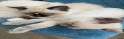 Ragdoll cats for sale: TICA registered Ragdoll Kittens Available  - Advert 20