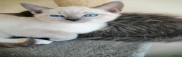Russian Blue cats for sale: beautiful kittens😻😍 - Advert 7
