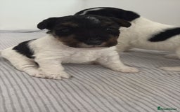Fox Terrier dogs for sale: Adorable Fox Terrier Puppies – Ready 1st August!  - Image 1