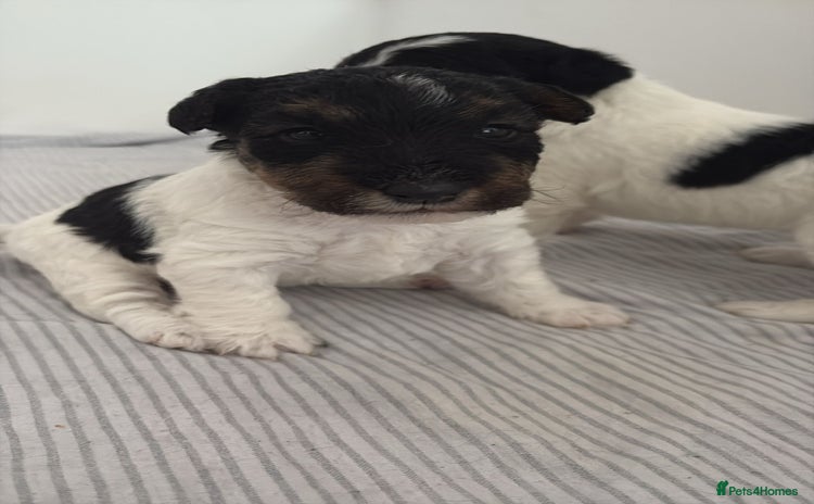 Fox Terrier dogs - Advert 1