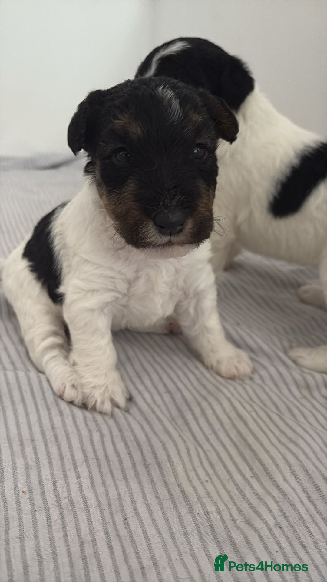 Fox Terrier dogs for sale: Adorable Fox Terrier Puppies – Ready 1st August!  - Image 1