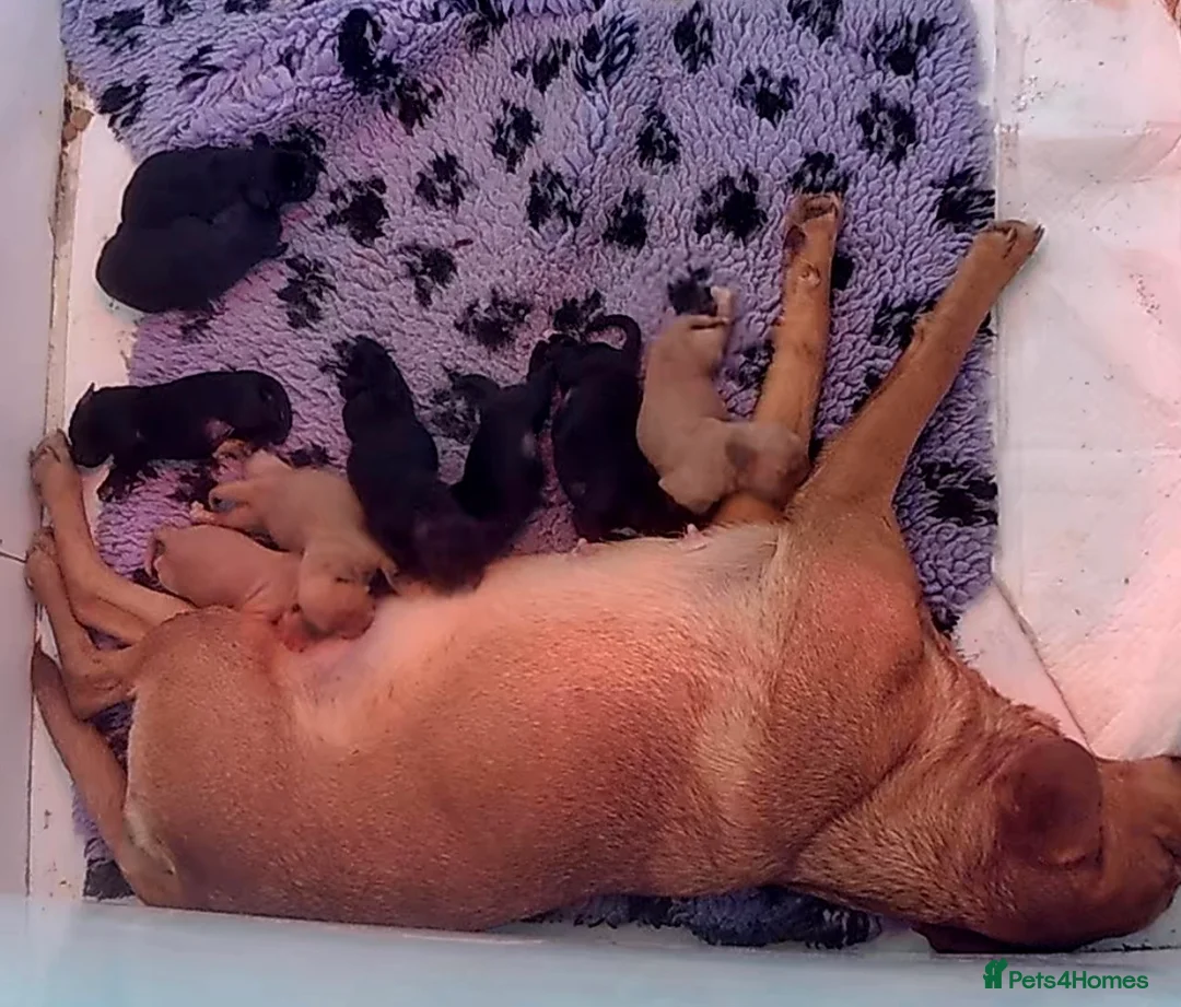 Cockerdor dogs for sale: Beautiful Cockerdors - Advert 2