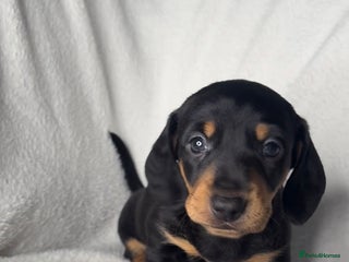 Miniature Dachshund dogs 🐶Last miniature dachshund puppy ! 🐶 - Advert 10