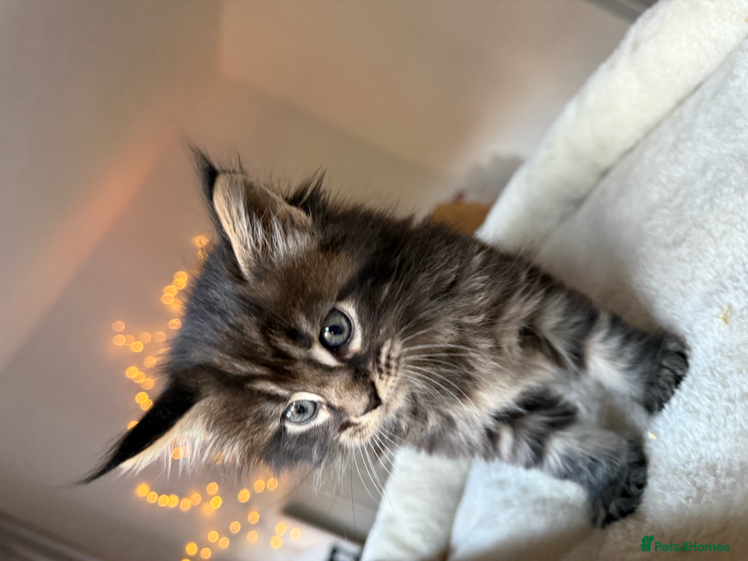 Maine Coon cats for sale: Beautiful Maine Coon Kittens – Ready mid January - Advert 13