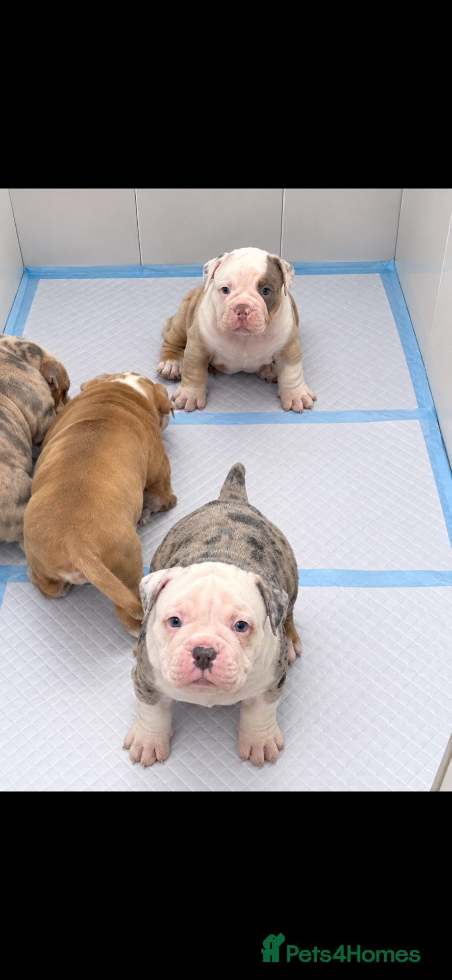 Olde English Bulldogge dogs 🍁🩵 stunning olde English pups 🩷🍁 - Advert 5
