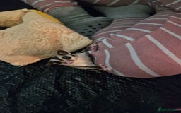 Sugar Glider rodents for sale: 2 female sugar gliders for sale - Image 11