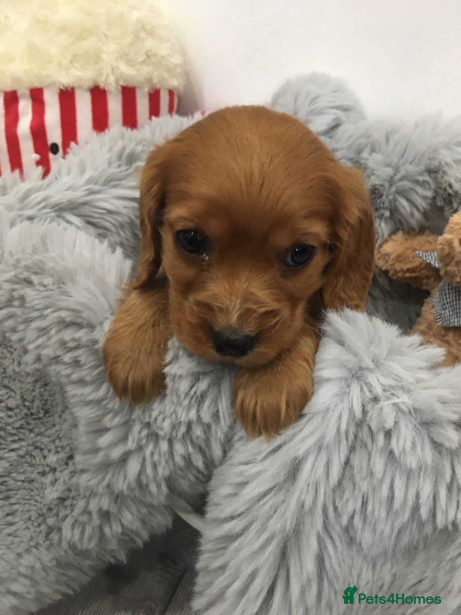 Cocker Spaniel dogs Show type cocker spaniel now ready to leave - Advert 2