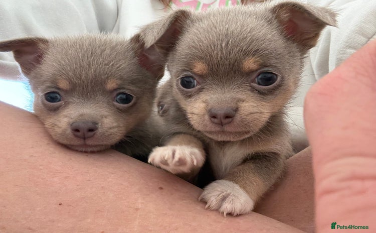 Pomchi dogs - Advert 8