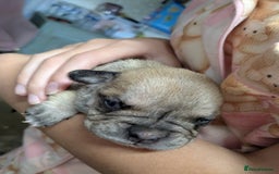 Mixed Breed dogs for sale: Frenchie x staff  - Image 3