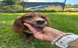 Cocker Spaniel dogs for sale: Beautiful, very friendly Cocker girls - Image 5