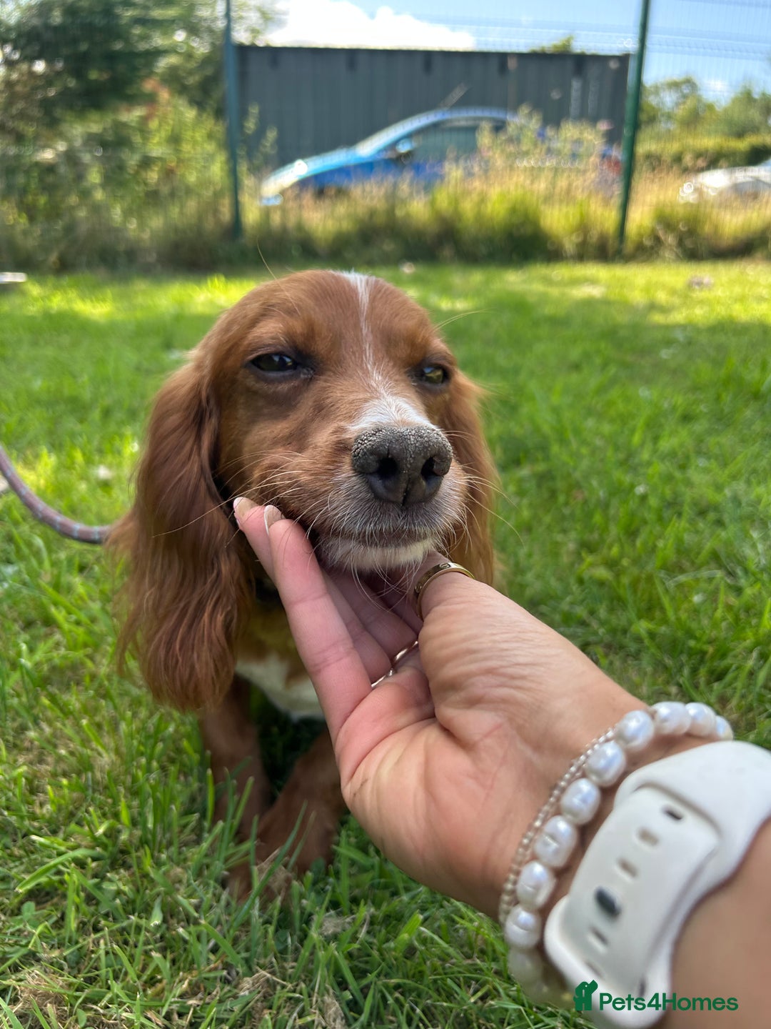Cocker Spaniel dogs for sale: Beautiful, very friendly Cocker girls - Image 5