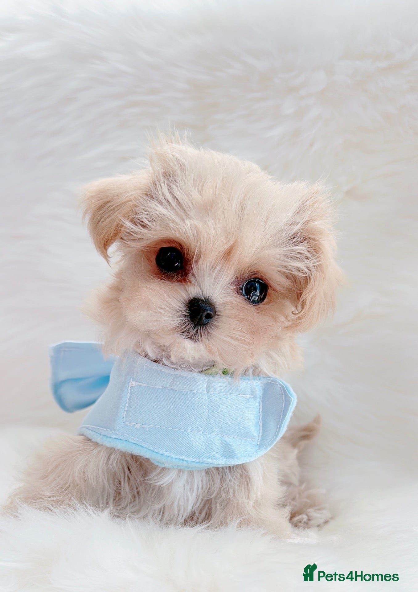 Maltipoo dogs Extra small F1 maltipoo puppies  - Advert 6