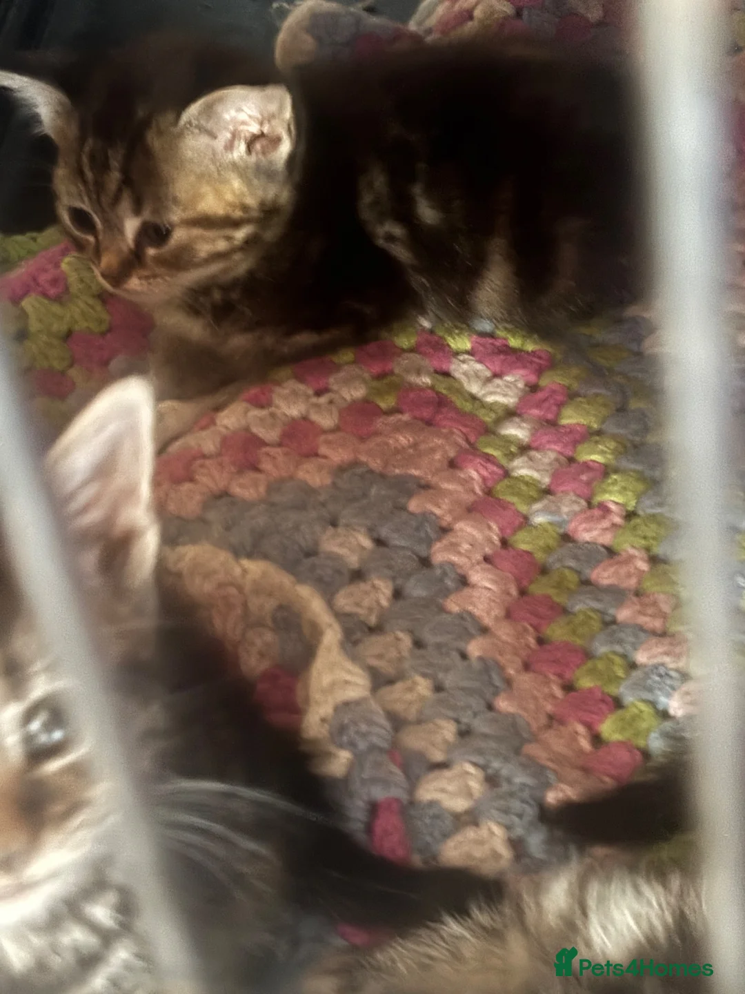 Mixed Breed cats for sale: kittens - Advert 13