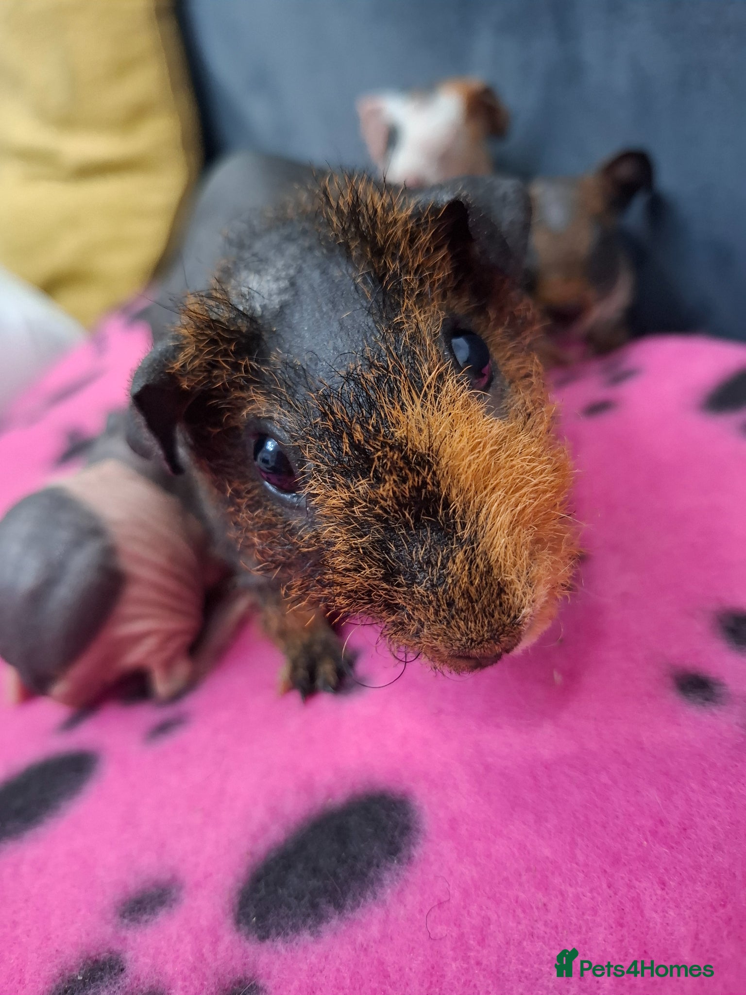 Guinea Pig rodents Purebred skinny pigs- All rehomed - Advert 13