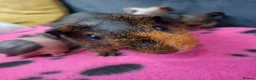 Guinea Pig rodents for sale: Purebred skinny pigs- All rehomed - Advert 1