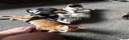 Mixed Breed cats for sale: 5 kittens for sale in St Albans - Advert 6