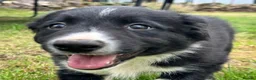 Border Collie dogs for sale: 3 x Gorgeous Collie Pups- Mum ISDS Registered!  - Advert 14