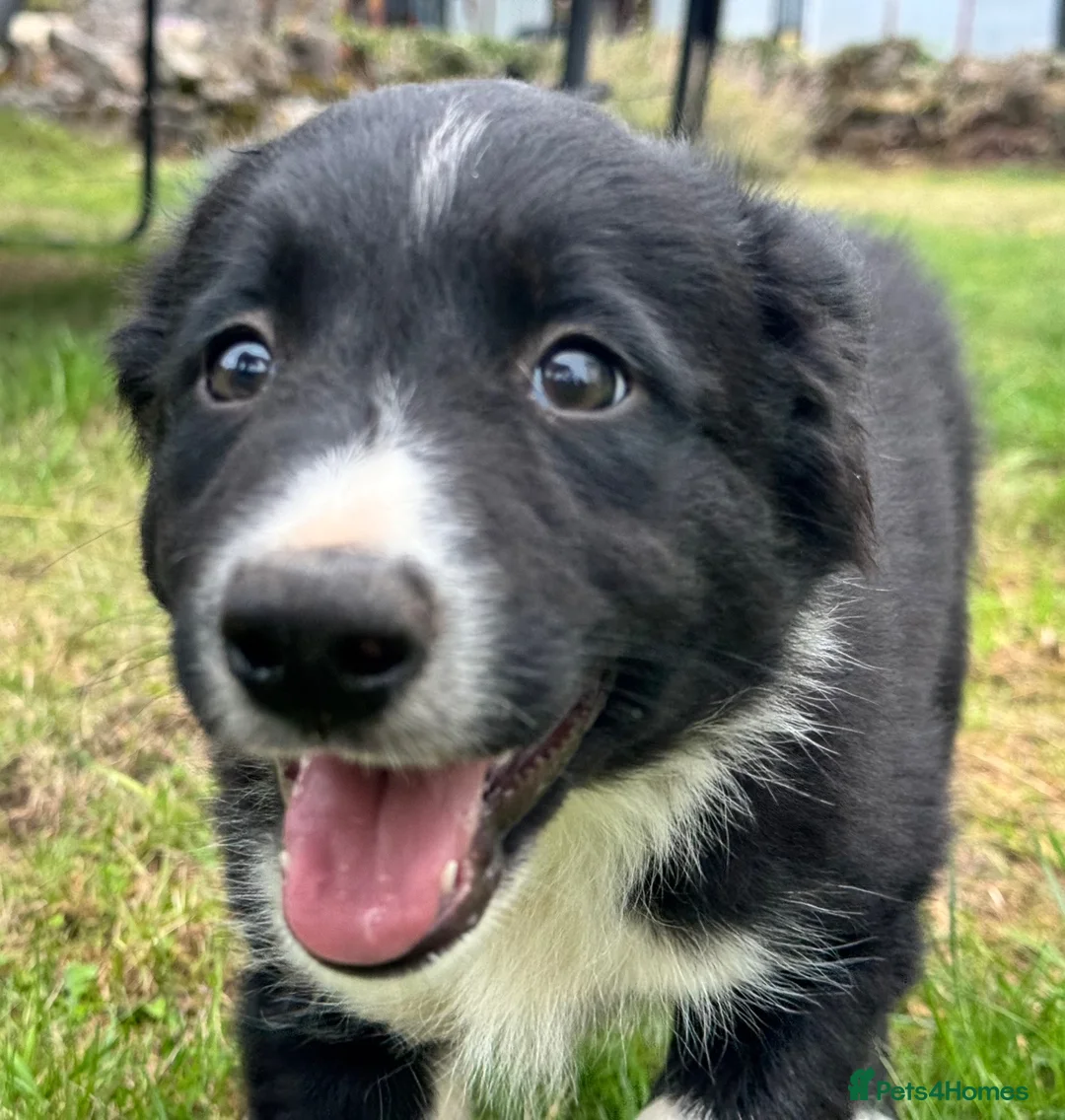 Border Collie dogs for sale: 3 x Gorgeous Collie Pups- Mum ISDS Registered!  - Advert 14