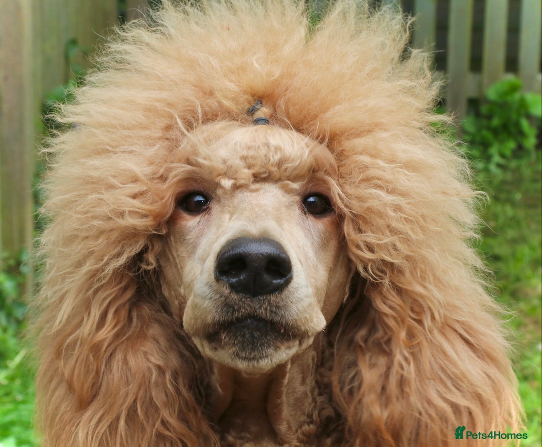 Standard Poodle dogs for sale: KC Standard Poodle Puppies - Image 12