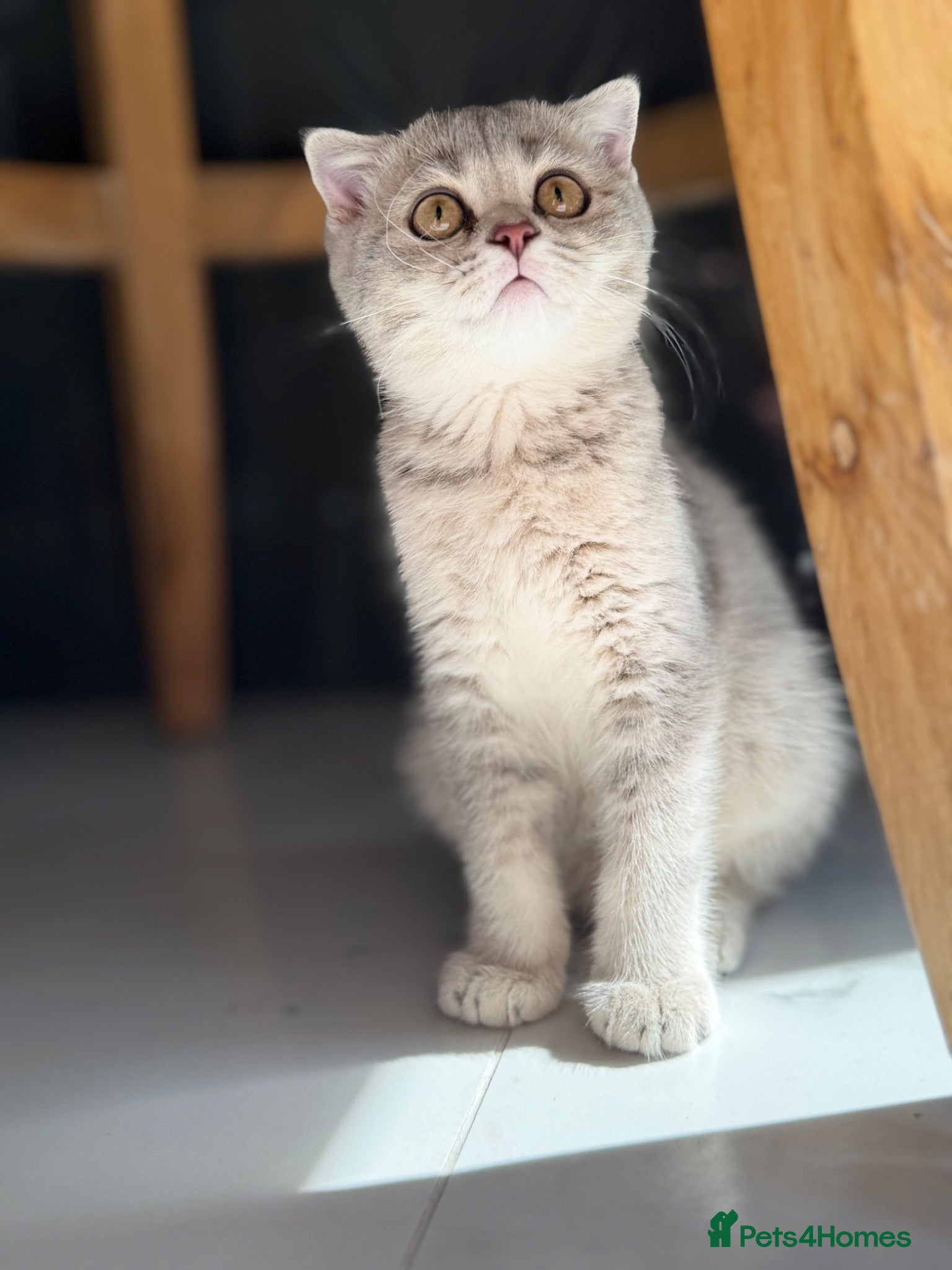 Scottish Fold cats Full pedigree Scottish fold kittens - Advert 2