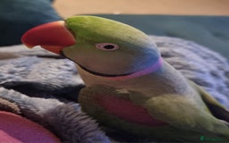 Parrots birds for sale: Loving Home Needed For A Friendly Alexandrine Boy - Image 6