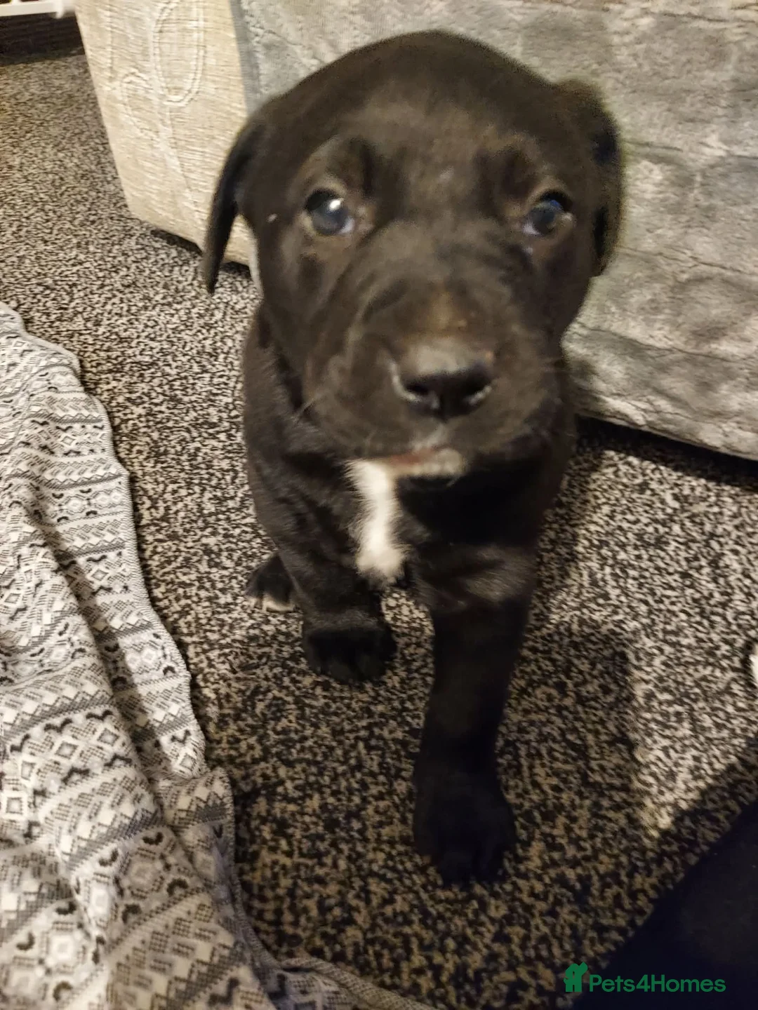 Mixed Breed dogs for sale: Mixed labrador in Grimsby - Advert 2