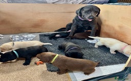 Labrador Retriever dogs for sale: EXCELLENT &UNIQUE LAB PUPPIES AV 12 NOV £1450 - Image 5