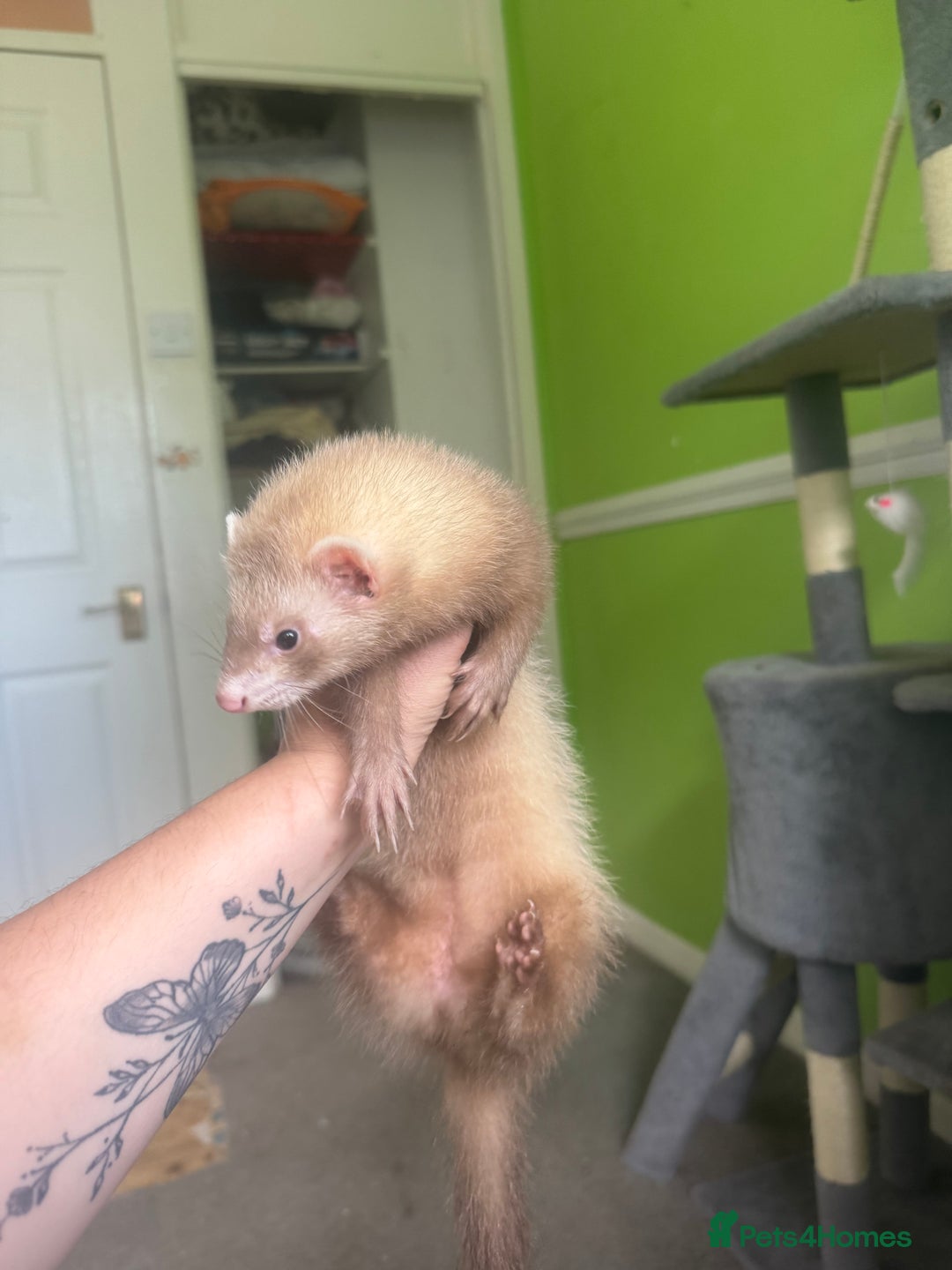 Ferret rodents for sale: Different ferret kits available  - Image 2