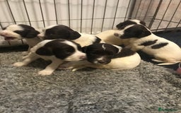 English Springer Spaniel dogs for sale: Stunning English springer spaniel puppies  - Image 13