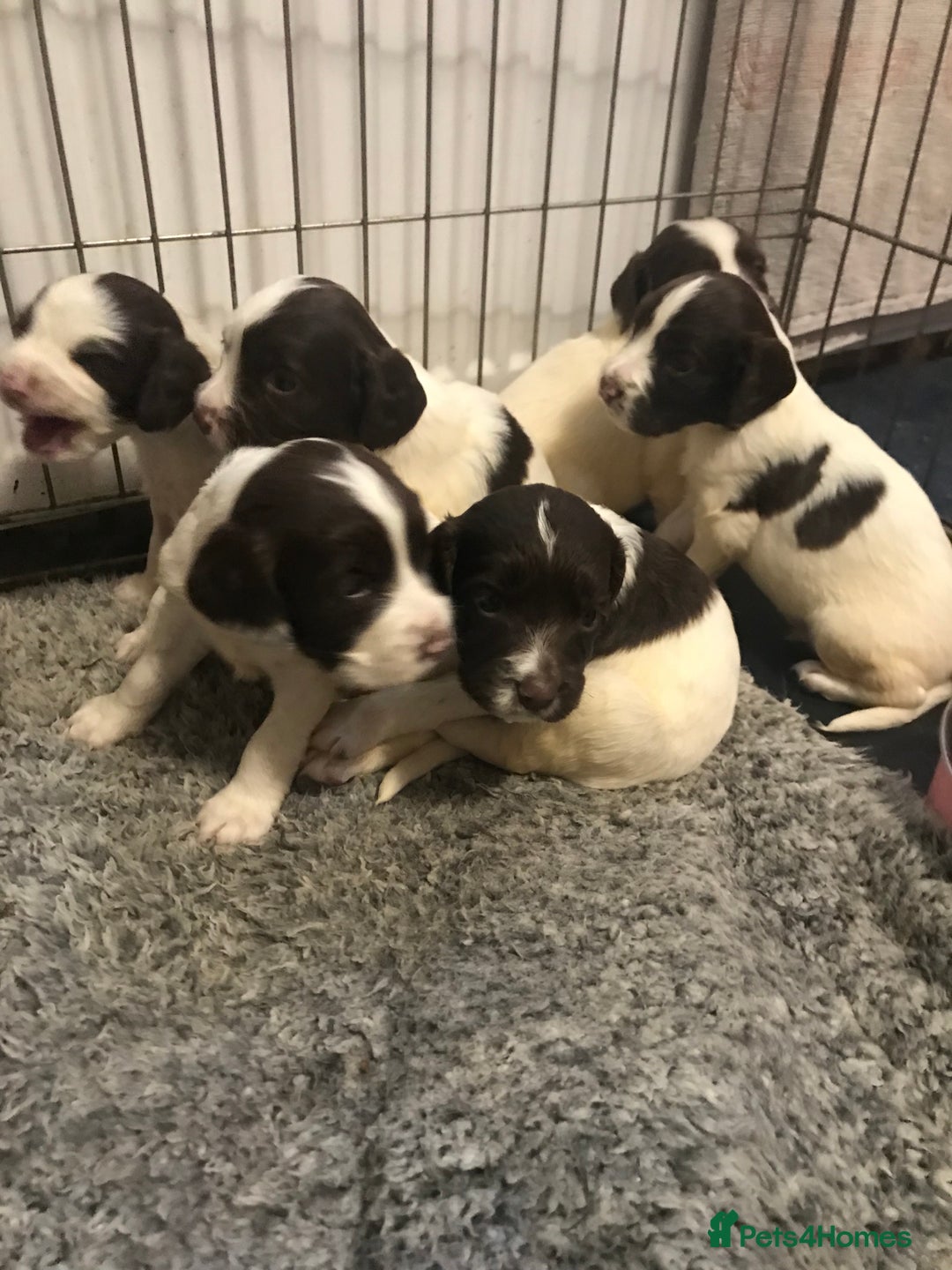 English Springer Spaniel dogs for sale: Stunning English springer spaniel puppies  - Image 13